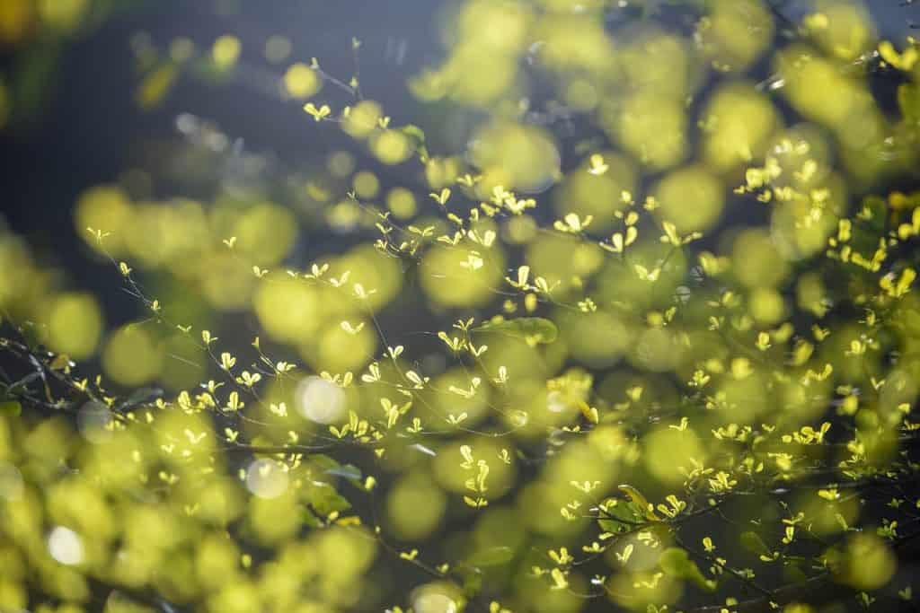 Green Card Renewal USA: Essential Steps for Effortless Process 2 green card renewal usa, uscis