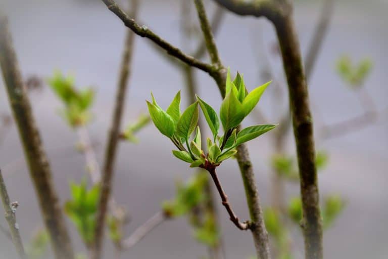 New growth on tree branches with fresh green leaves.