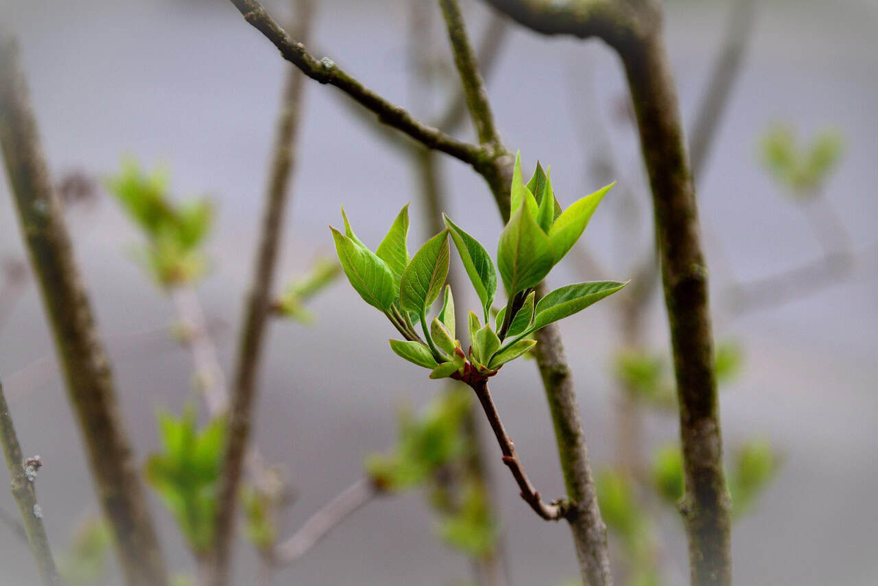 New growth on tree branches with fresh green leaves.